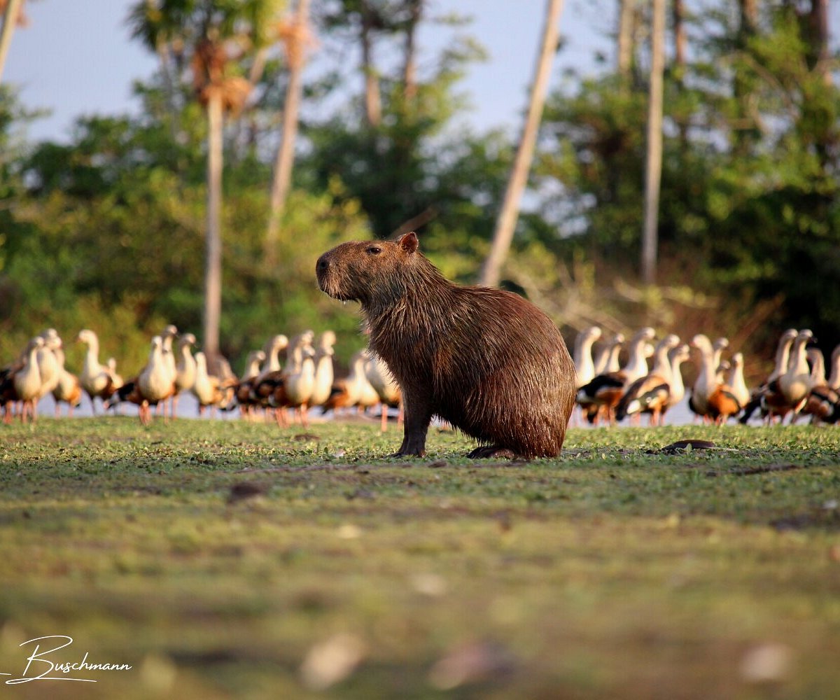 Encountering Capybaras On Colombia's Eastern Plains