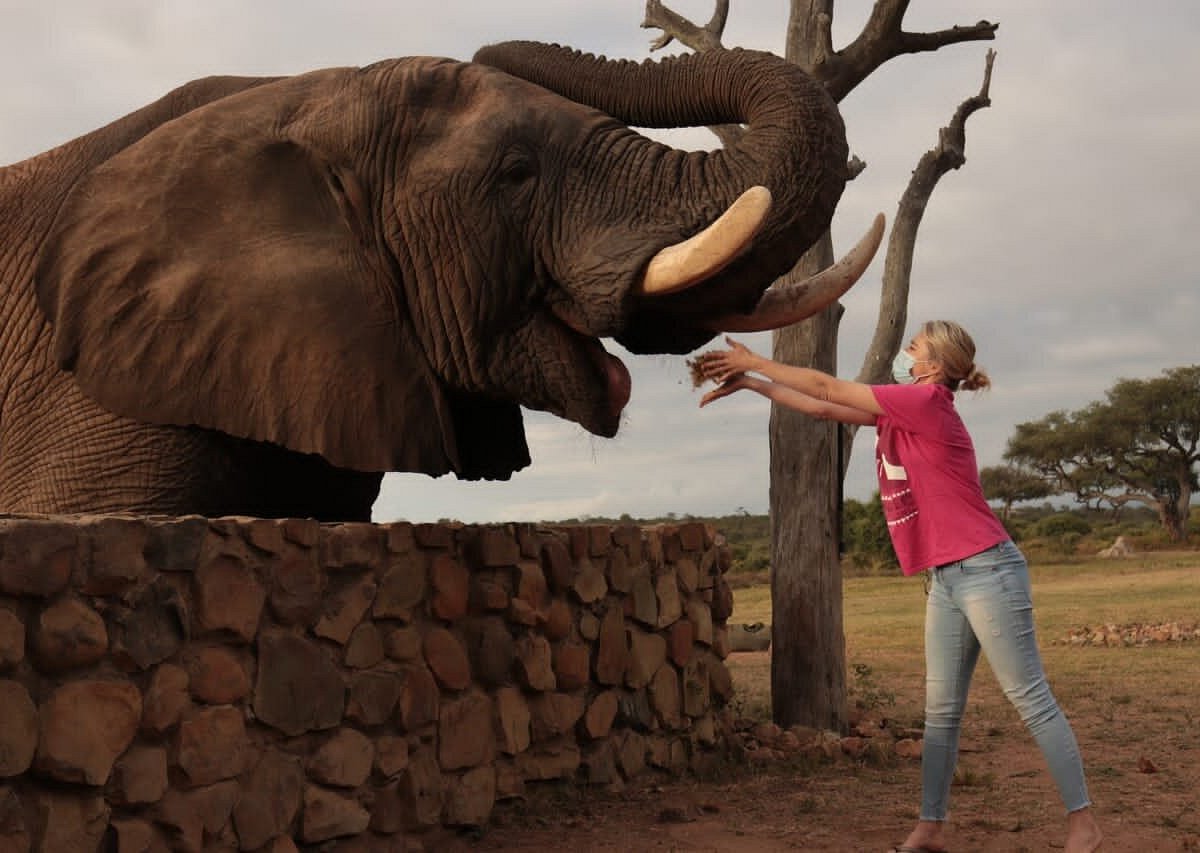 Our Favourite Moments with Big Bull Elephant Jabulani 🐘 26 Years