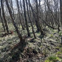 Gailes Marsh