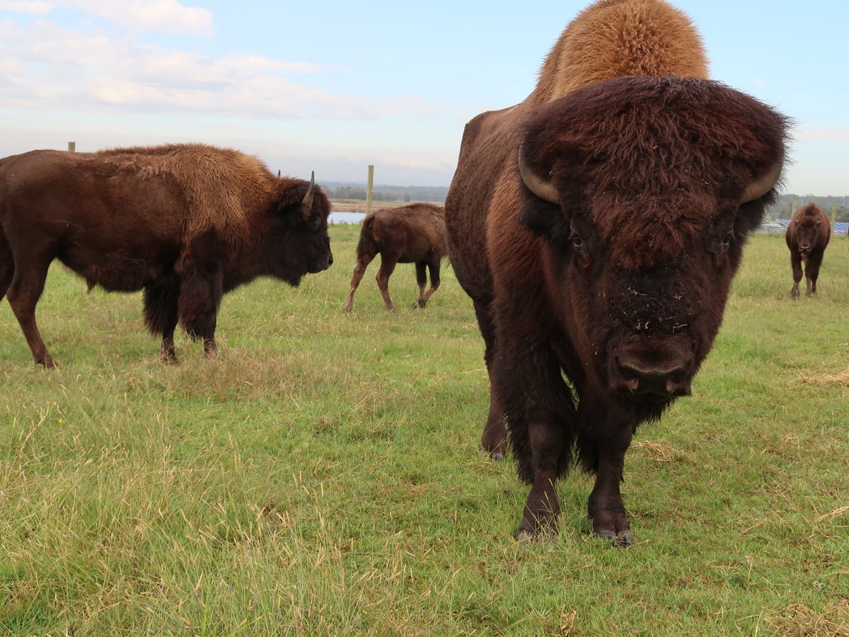 Hunter Valley Bison - All You Need To Know Before You Go (2024)