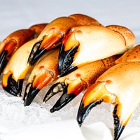 Fresh Florida Stone Crab Claws