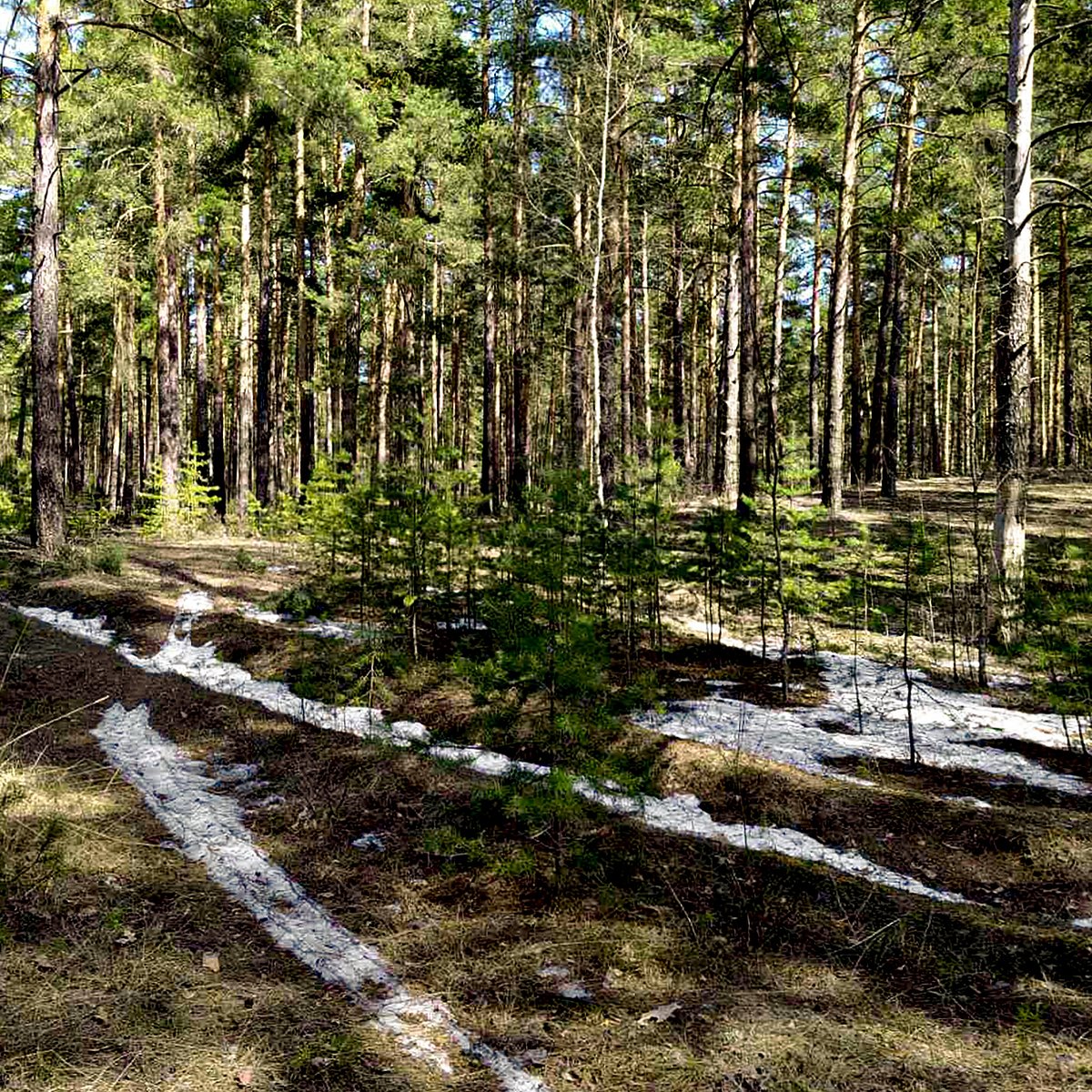 Пушкина сейма. Желнино-Пушкино-Сейма памятник природы. Желнино Пушкино Сейма. Памятник природы Желнино-Пушкино-Сейма границы. Болота Желнино Пушкино Сейма.