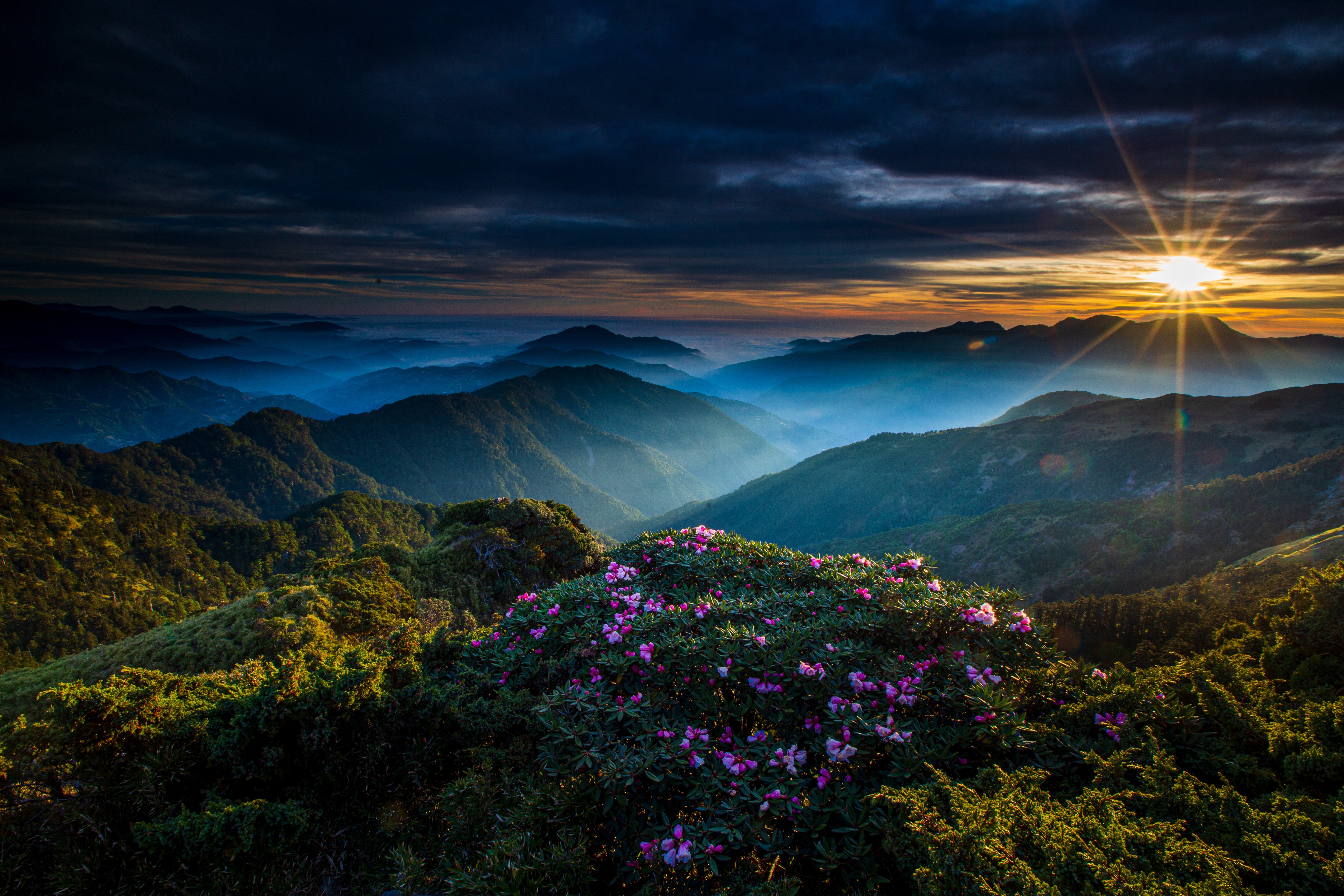 Hehuanshan new arrivals