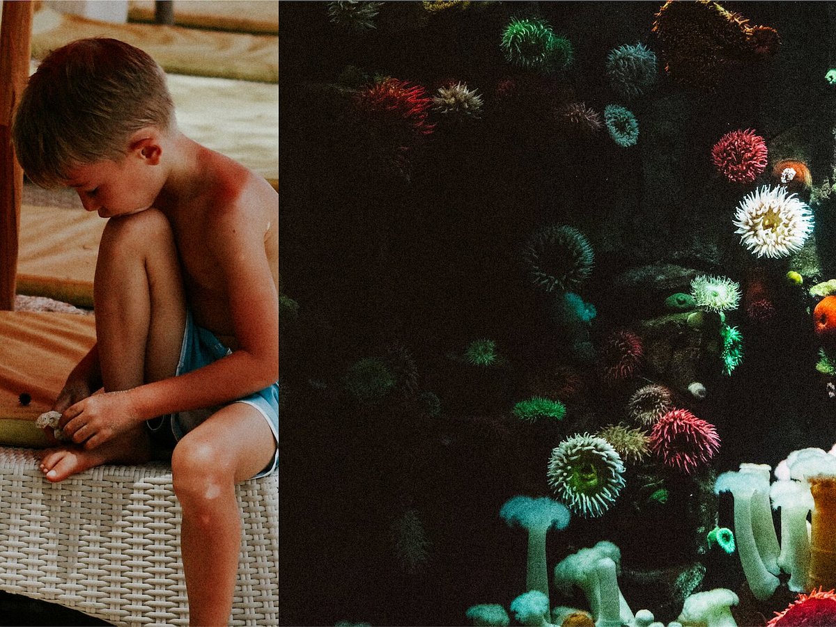 Diptych photo of boy on a beach hair and sea anemones