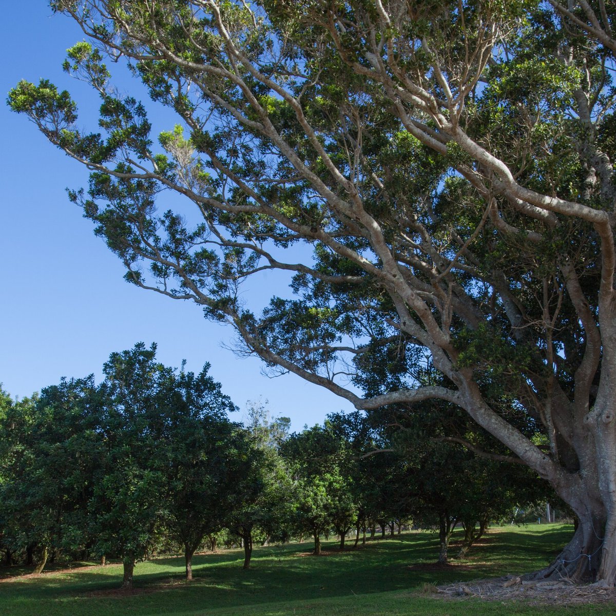 duck-creek-macadamias-farm-visits-farm-gate-chocolate-sales-byron