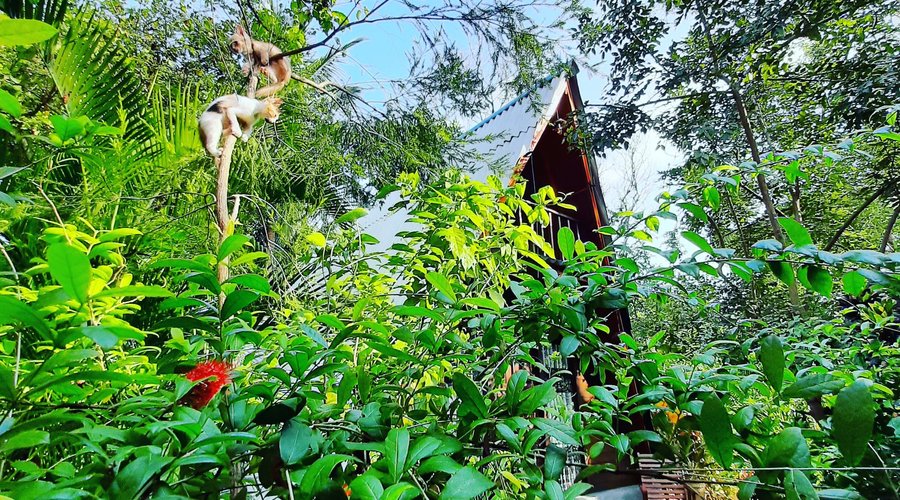 The garden 