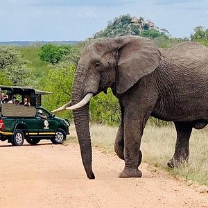 Un bébé éléphant rose a été vu au Parc National Kruger en Afrique