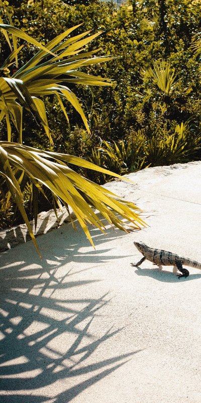 Lizard next to palm tree in Mexico 