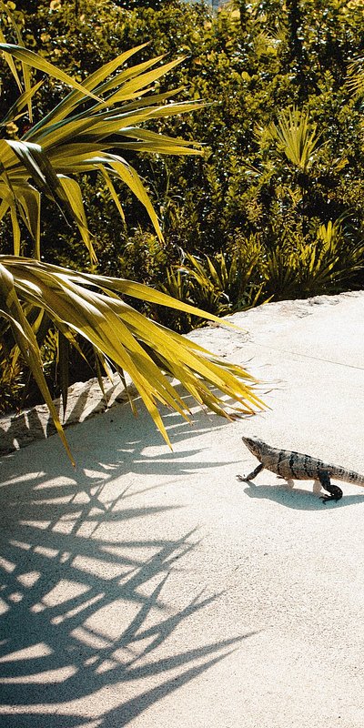 Lizard next to palm tree in Mexico
