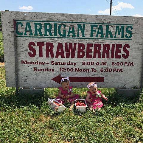 Carrigan Farms Strawberry Patch image