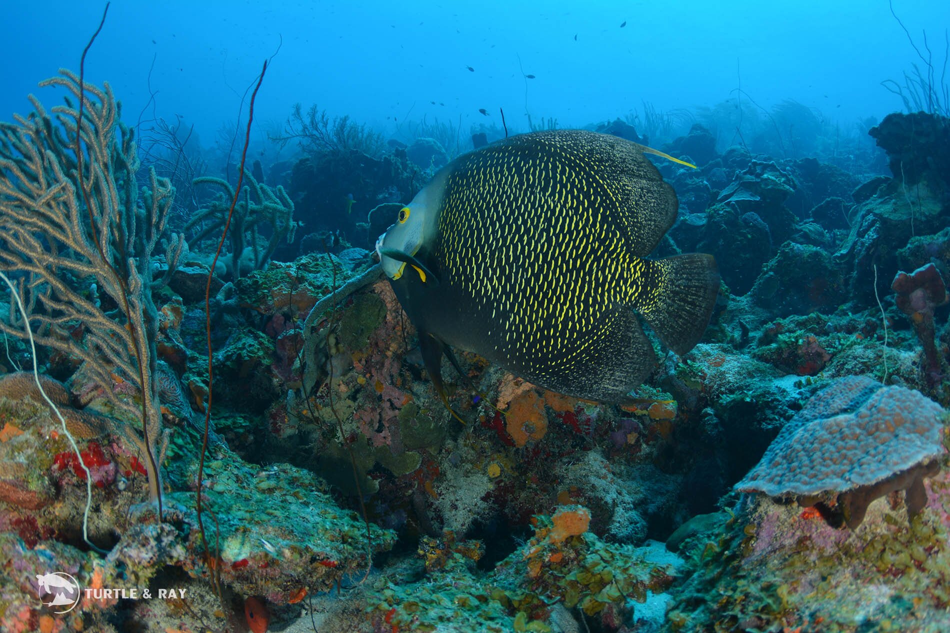 Caribbean Sea Sports Curacao Willemstad All You Need To Know BEFORE   Double Reef 