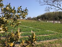 21年 香山ラベンダーの丘 黒瀬農園 行く前に 見どころをチェック トリップアドバイザー