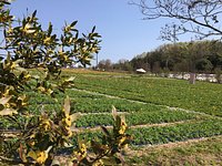 21年 香山ラベンダーの丘 黒瀬農園 行く前に 見どころをチェック トリップアドバイザー 21年 香山ラベンダーの丘 黒瀬農園 行く前に 見どころをチェック トリップアドバイザー