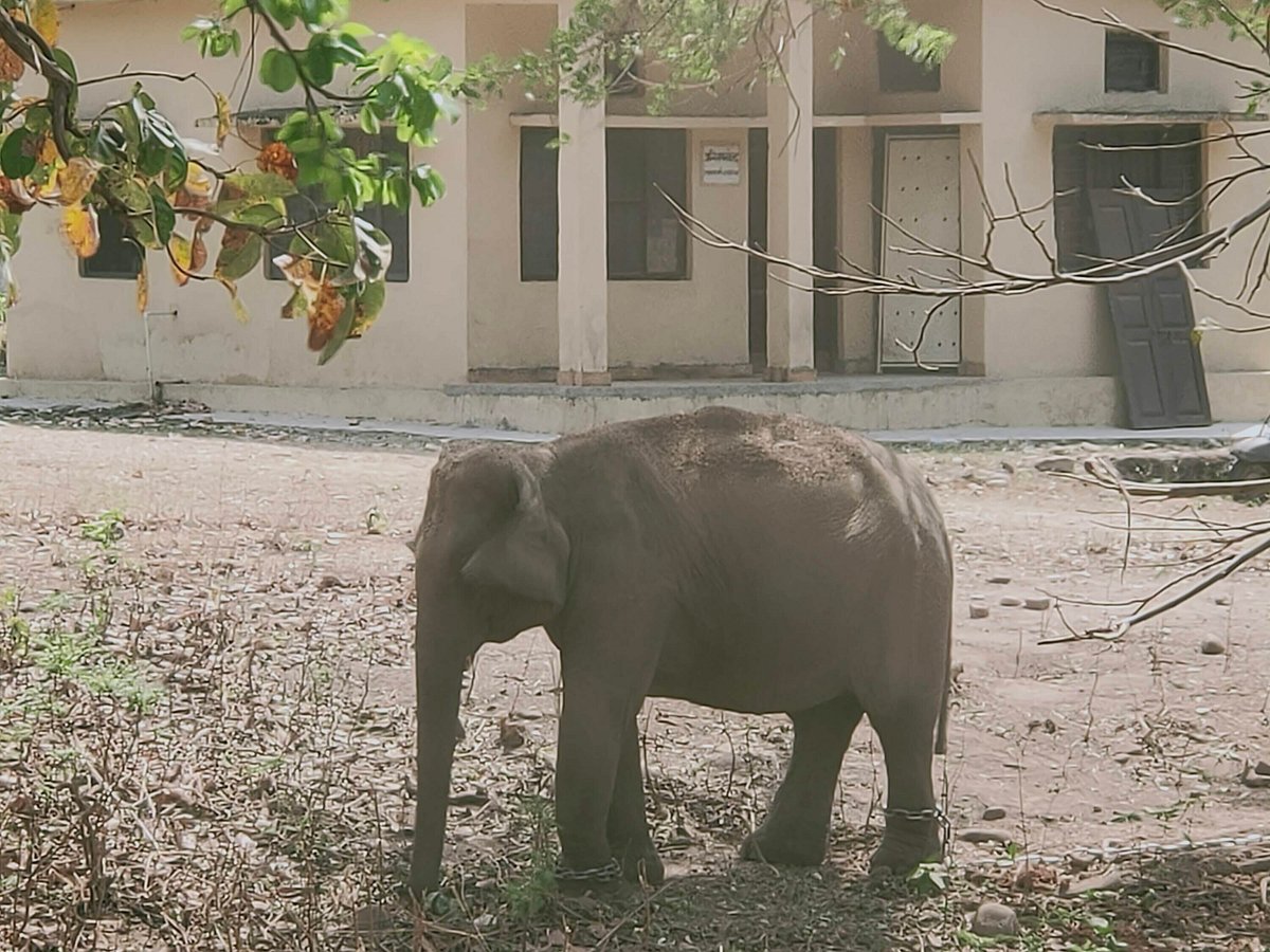 CORBETT TIGER RESERVE (Jim Corbett National Park) - All You Need to Know BEFORE You Go CORBETT TIGER RESERVE (Jim Corbett National Park) - All You Need to Know BEFORE You Go