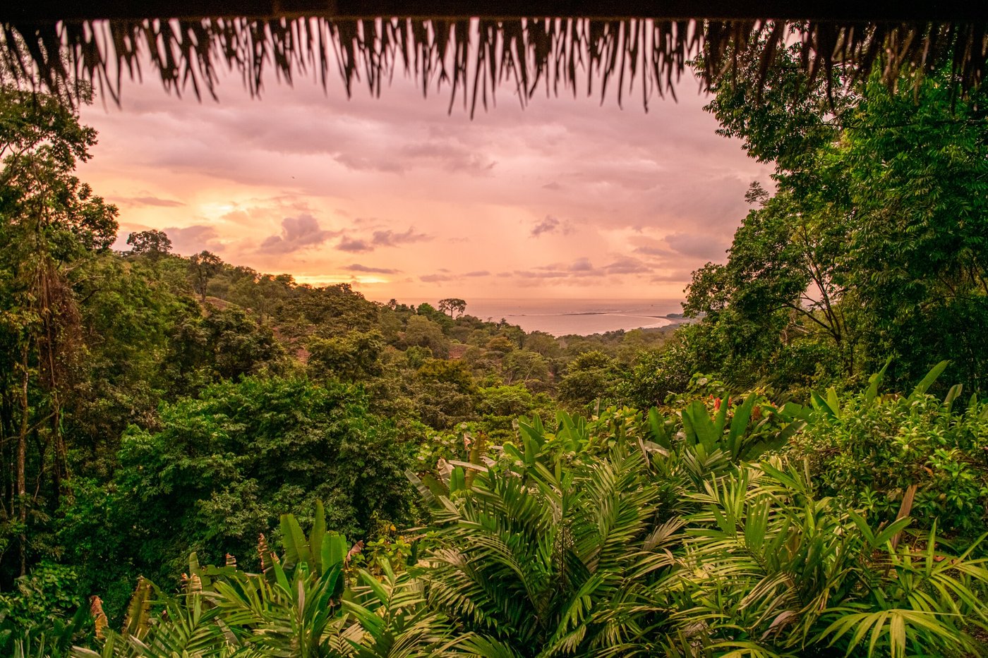 Selva Armonia Immersive Jungle Resort Uvita Costa Rica Fotos