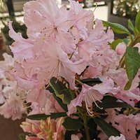 Flores en la terraza de la calle.