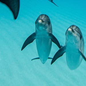 2 of the wild dolphins who swam with us!