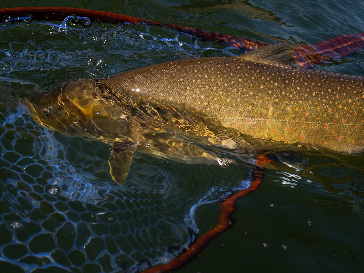 Bend, OR Fly Shop & Fly Fishing Outfitter – Fly and Field Outfitters