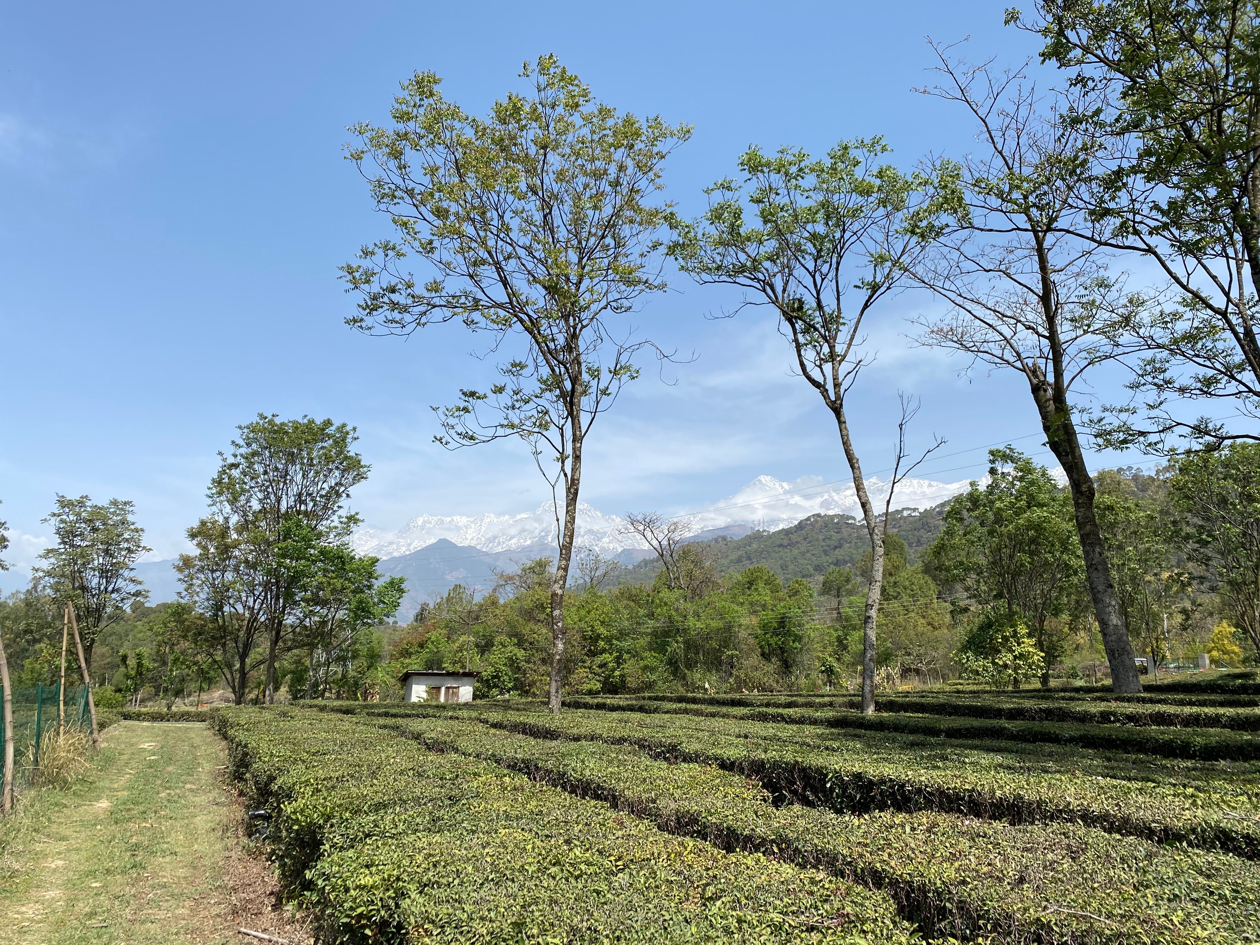 DARANG TEA ESTATE - Updated 2024 Hotel Reviews (Kangra, Himachal ...