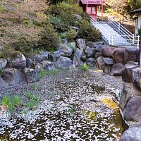 八幡山大雲寺:桜の花びらが浮く池がありました