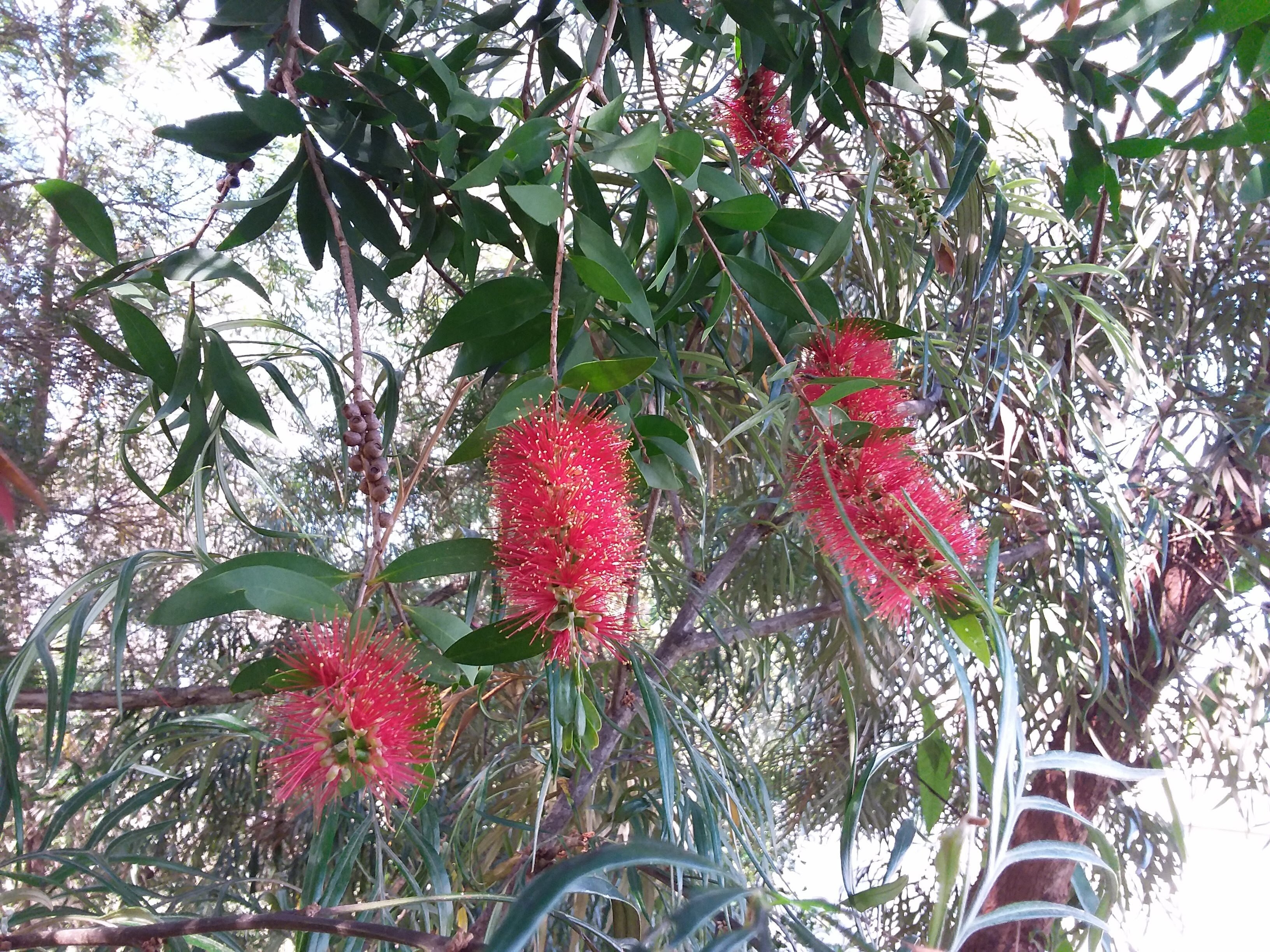 BOTTLEBRUSH B&B - Specialty B&B Reviews (Tinana, Australia)