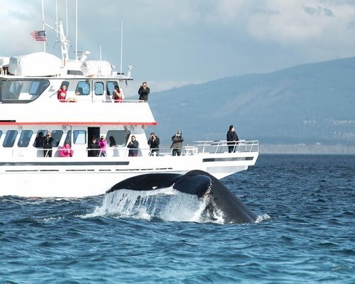 THE 5 BEST San Juan Island Boat Rides, Tours & Water Sports