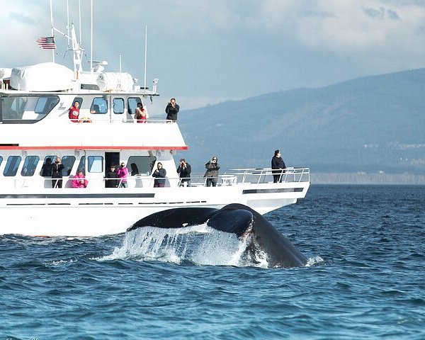 The Whale Museum (Friday Harbor) - All You Need to Know BEFORE You Go