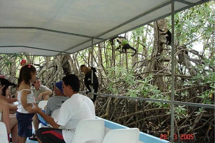 monkey mangrove tour tours
