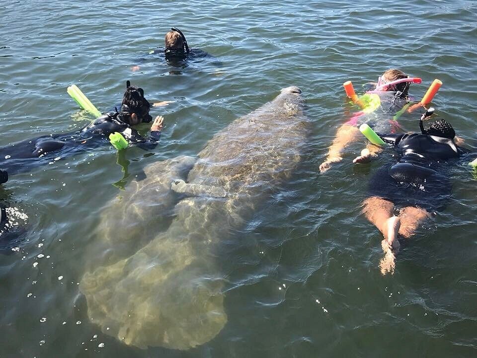 manatee tour and dive reviews