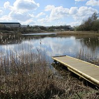 Wetland in an industrial landscape