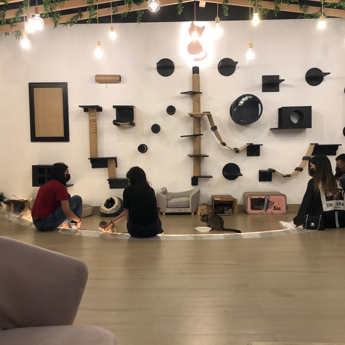 Cat Cafe Vibrissae Al Safa Park Complex (Dubai) All You Need to Know BEFORE You Go