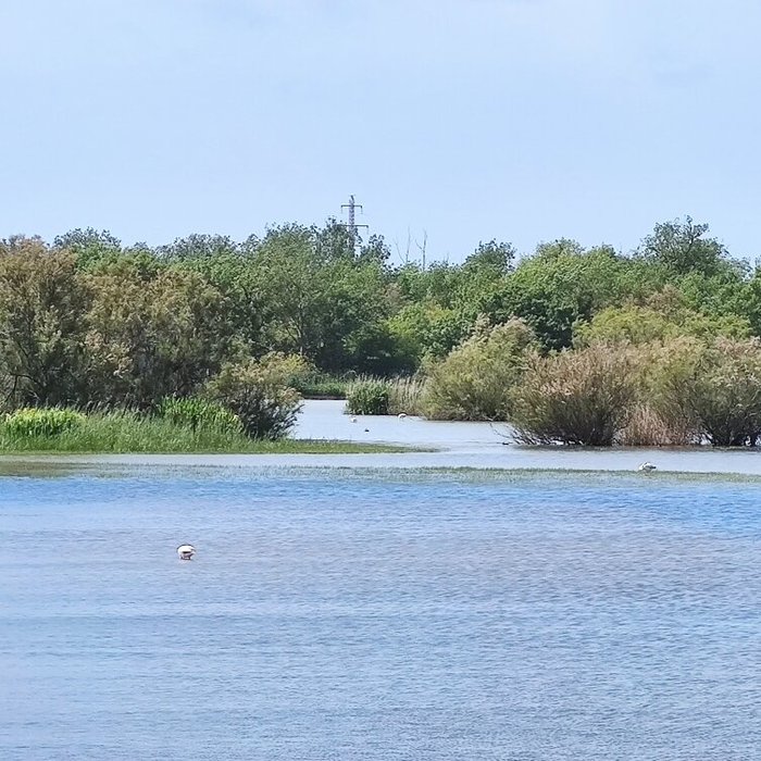 Imagen 6 de Marismas del Ampurdán