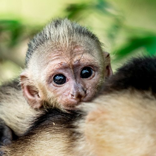 Funny face from a Spider monkey - Picture of Bahia Rica Fishing and Kayak  Lodge, Paquera - Tripadvisor