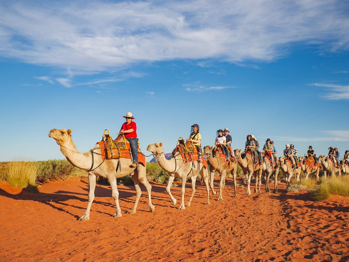 uluru camel tour sunset