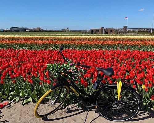 cycle tour rotterdam