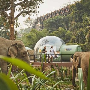 Exterior view of couple watching elephants from terrace of Jungle Bubble