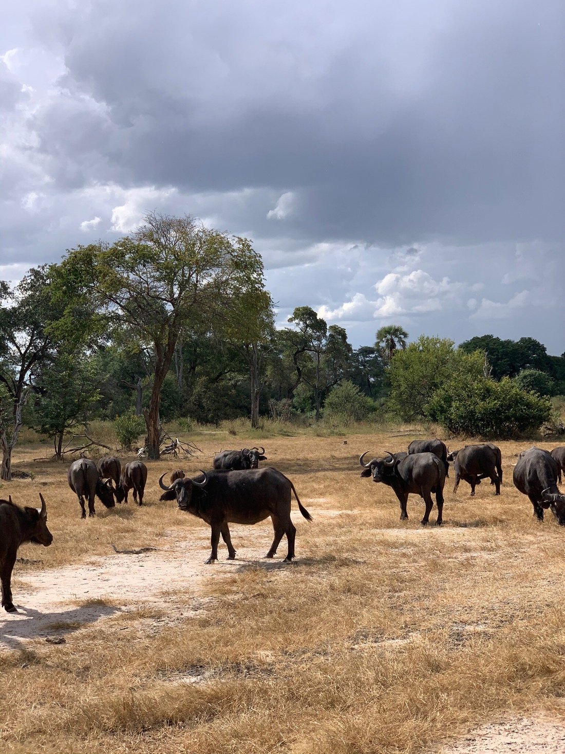 Game Parks - Victoria falls