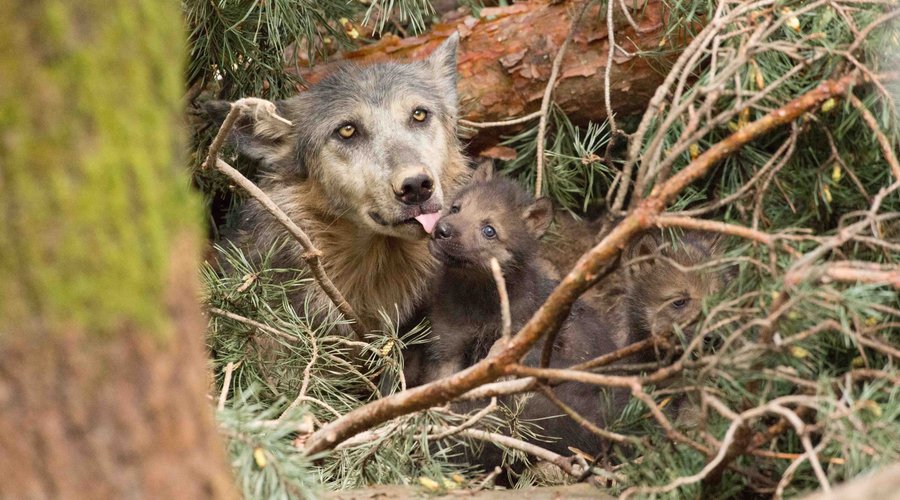 Canadian wolves gave birth to pups in April. Visit us and discover how many were hiding in the den!
