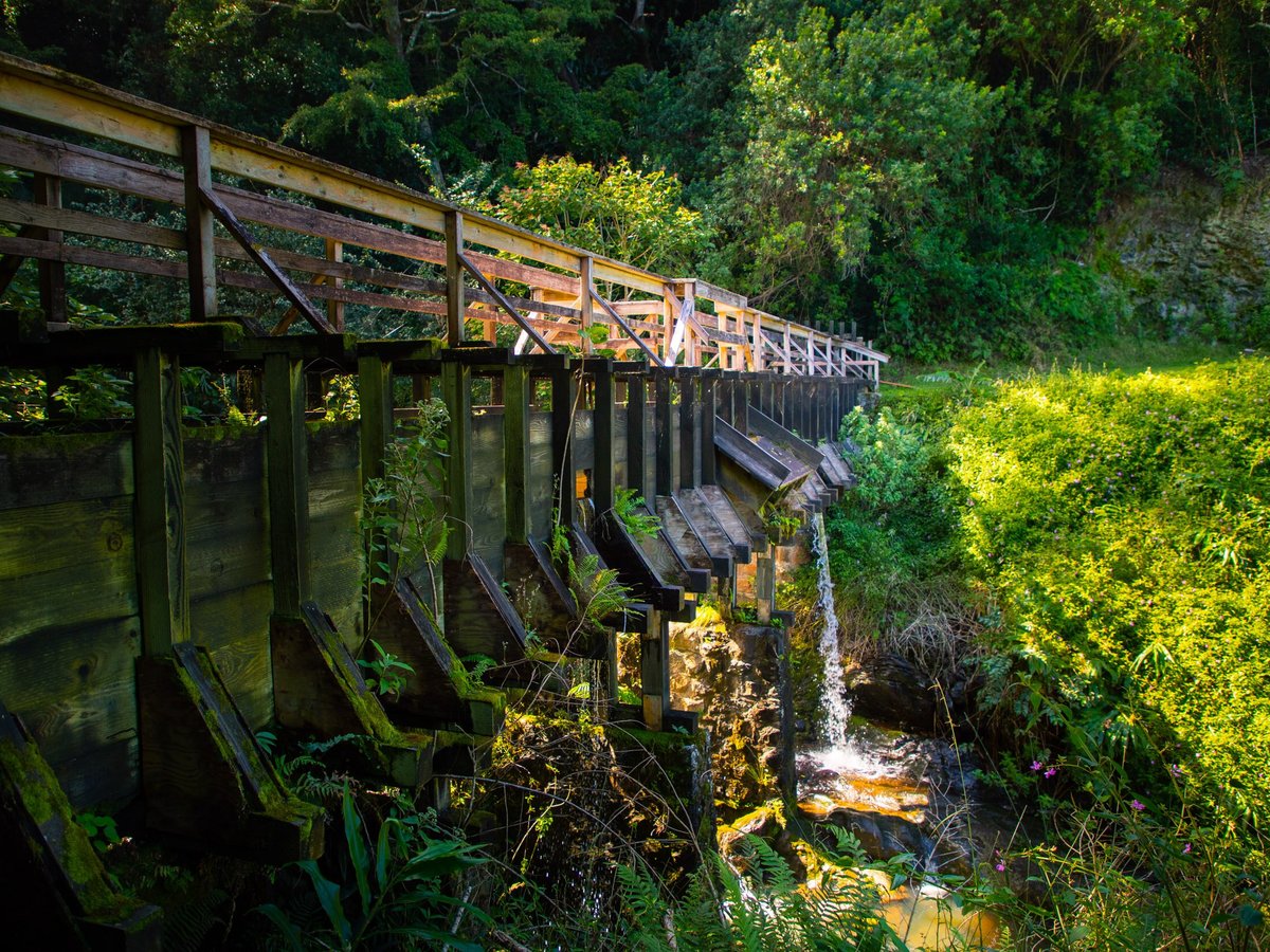 Hawaii Forest and Trail - All You Need to Know BEFORE You Go (2024)