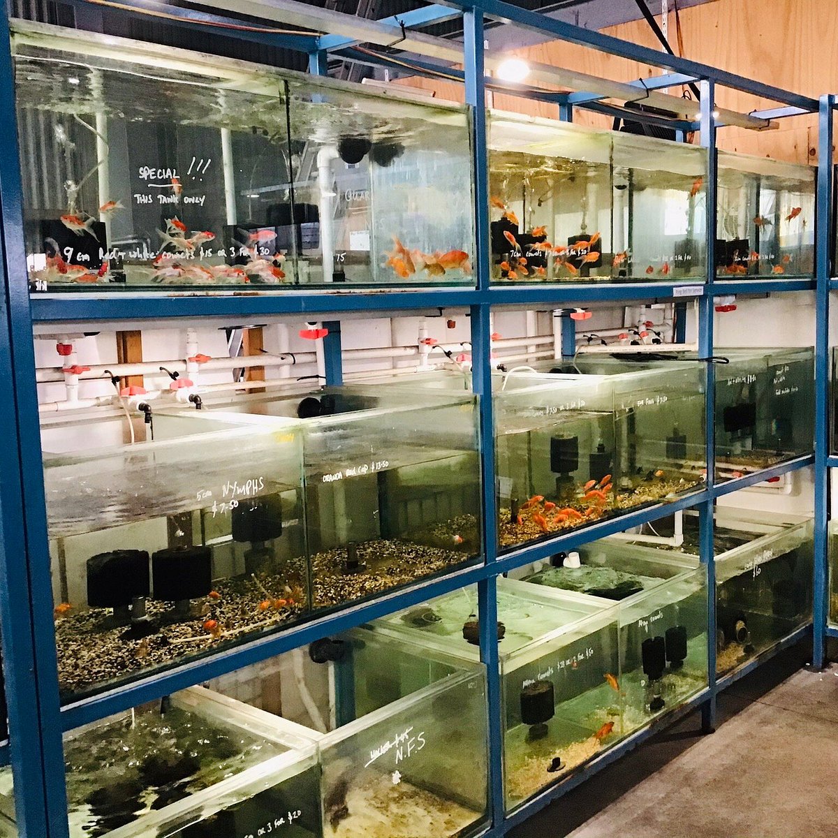 2022年 Geelong's Family Pet and Aquarium 行く前に！見どころをチェック トリップアドバイザー