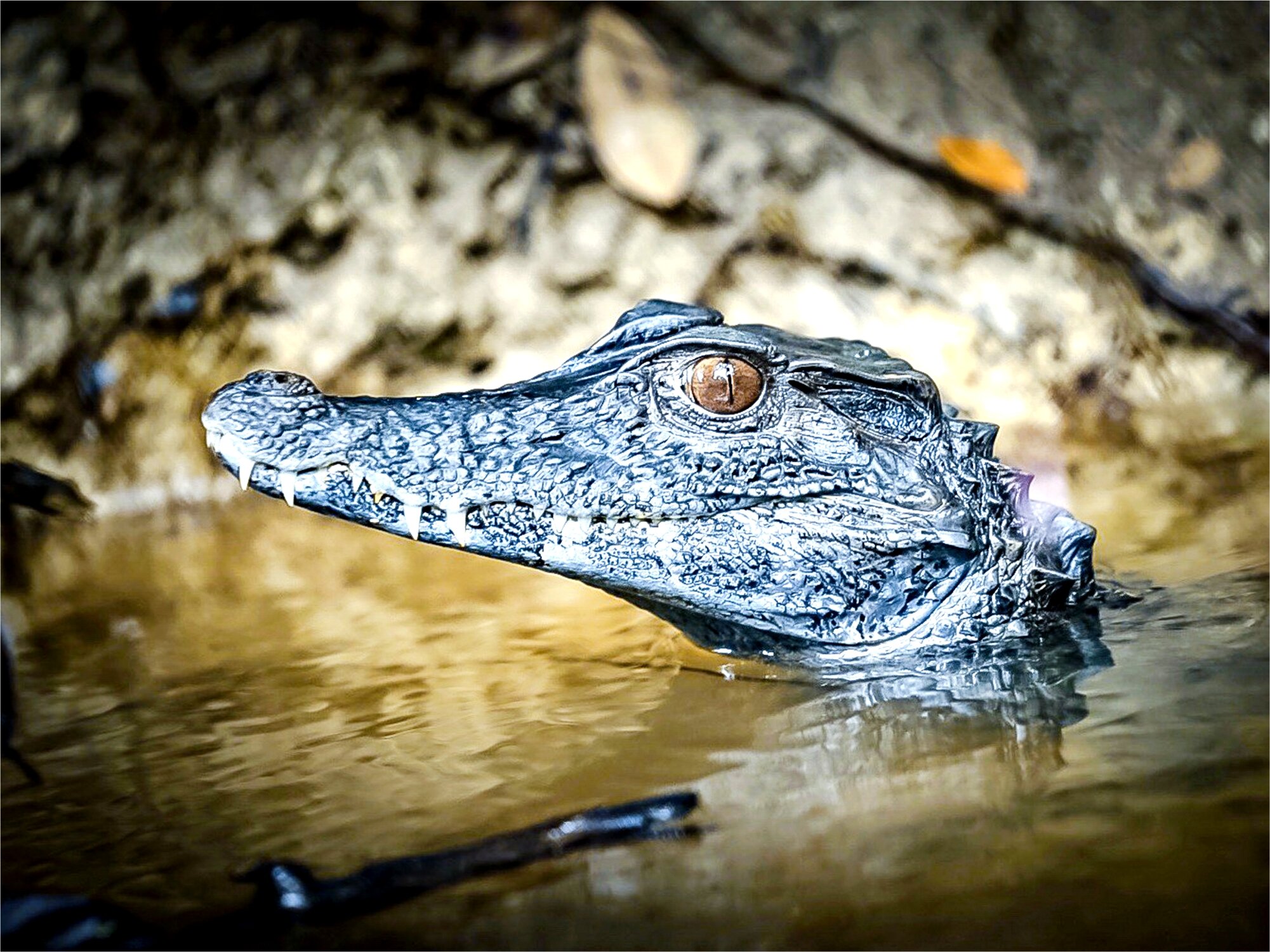 Amazon Explorer (Iquitos) - ATUALIZADO 2022 O Que Saber Antes De Ir ...