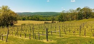 Hillsborough Vineyards (Purcellville) - All You Need to Know BEFORE You Go