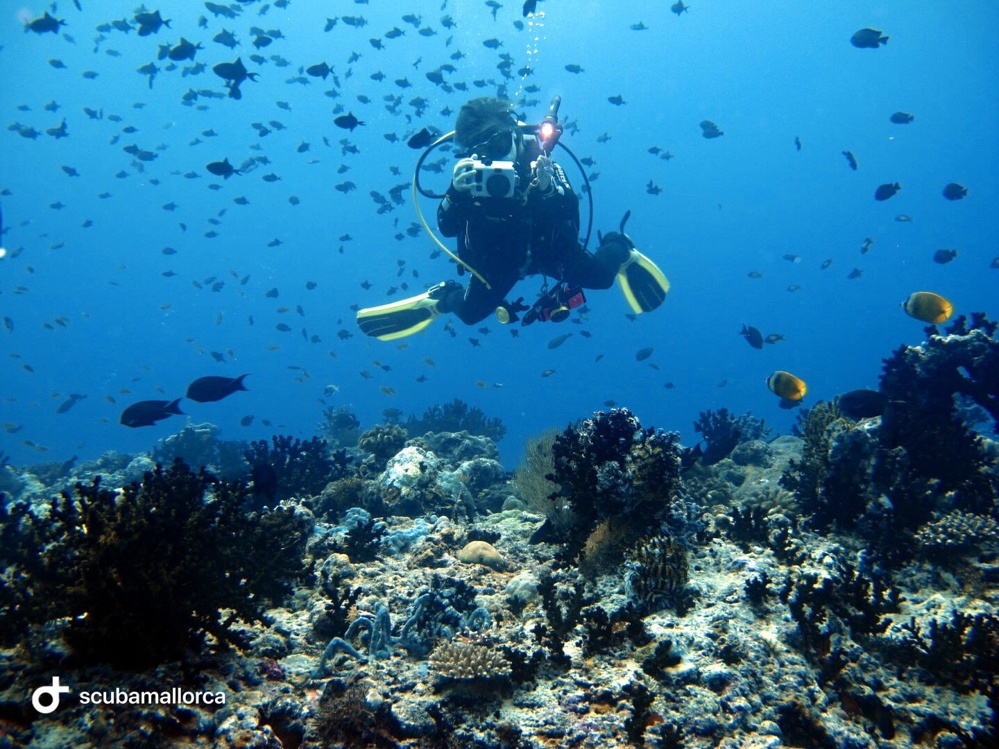 Scuba Mallorca (Port de Pollenca) All You Need to Know BEFORE You Go