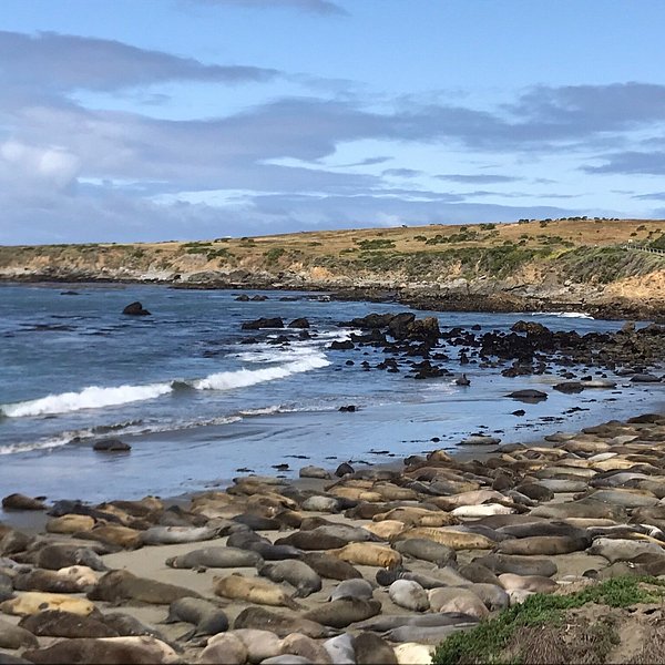 Friends of the Elephant Seal Visitor Center (San Simeon) - All You Need