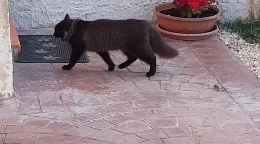 POLPETTA: la gattina
