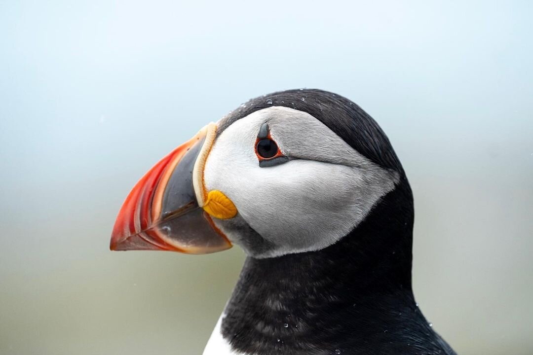 Puffin Tours- Maine Tourism Association