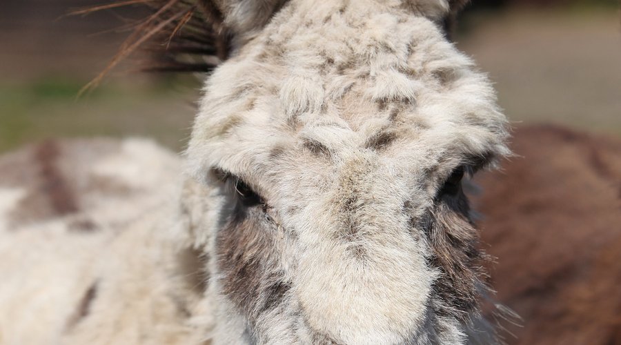 Meet our donkeys!