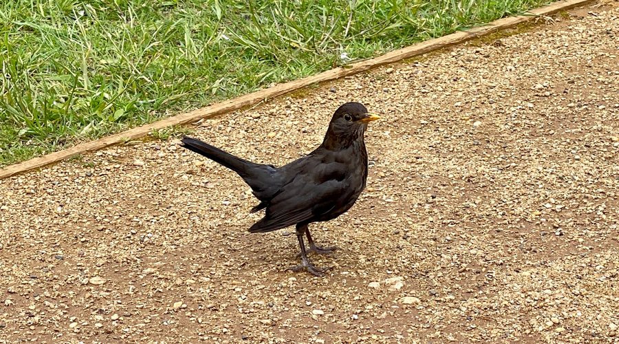 An inquisitive Blackbird
