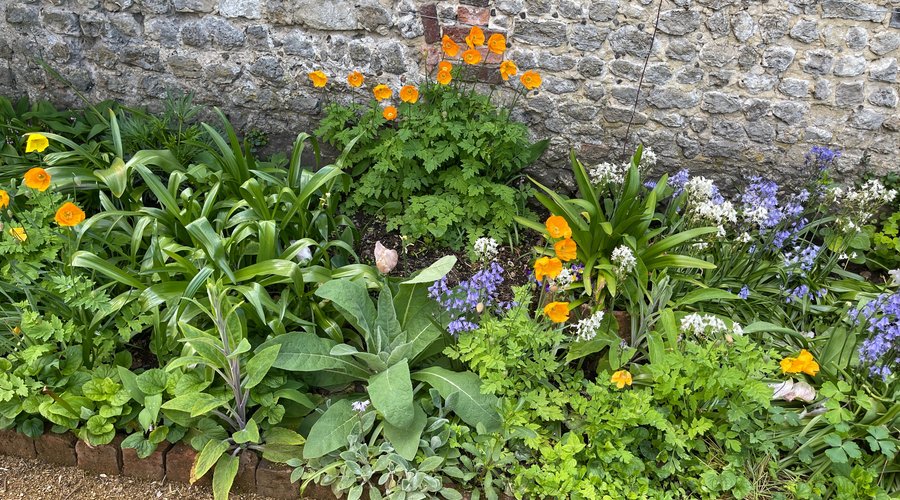 A small section of the planting