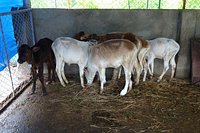 Animal Aid Unlimited (Udaipur) - All You Need to Know BEFORE You Go Animal Aid Unlimited (Udaipur) - All You Need to Know BEFORE You Go